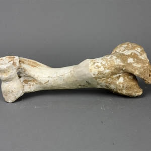 Fossil of stegodon orientalis