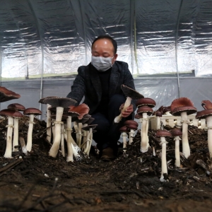 湖南省沅江市光亚食用菌芦菇培植基地