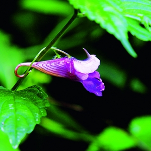 龙虾花 摄影/孙建华